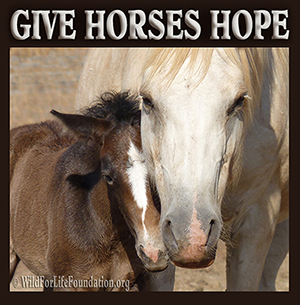 WFLF Gives Horses Hope Project